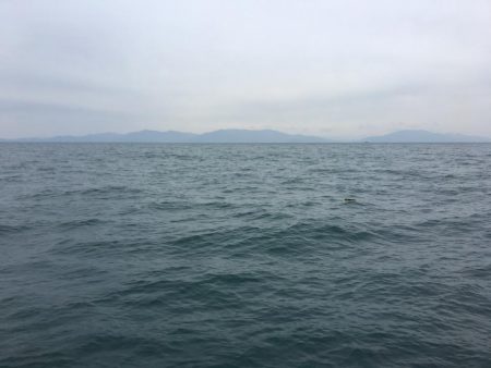 アオリイカ渋い